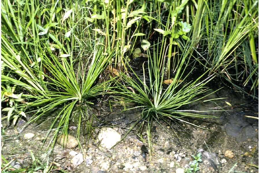 Image of Appalachian quillwort