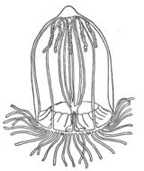 Image of Aglantha Haeckel 1879