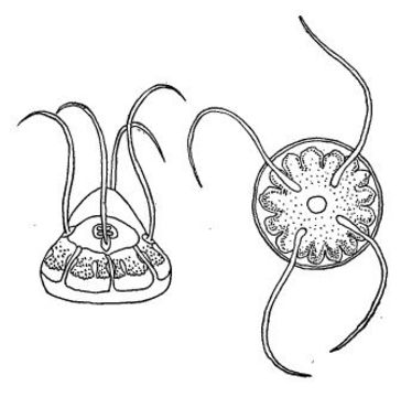 Image of Aeginopsis Brandt 1835