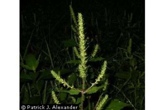 Image of annual marsh elder