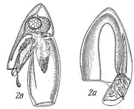 Image of Dimophyes Moser 1925