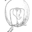 Image de Euphysa aurata Forbes 1848