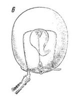 Слика од Euphysa aurata Forbes 1848