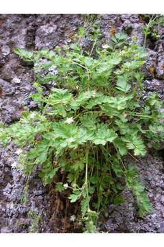 Ivesia baileyi S. Wats.的圖片