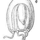 Image of Euphysa flammea (Hartlaub 1902)