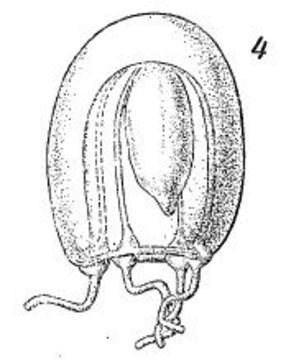 صورة Euphysa flammea (Hartlaub 1902)