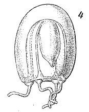 Image of Euphysa flammea (Hartlaub 1902)