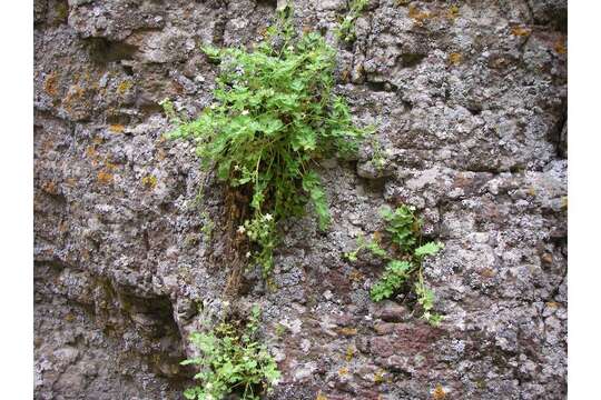 Ivesia baileyi S. Wats.的圖片