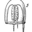 Image of Euphysa tentaculata Linko 1905