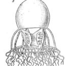 Image of balloon jelly
