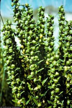 Image of seacoast marsh elder