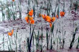 Image of spotted African cornlily