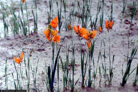 Image de Ixia maculata L.