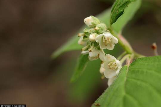 Image of fivepetal cliffbush