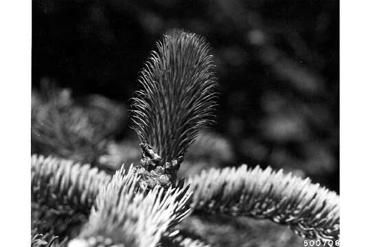 Image of noble fir