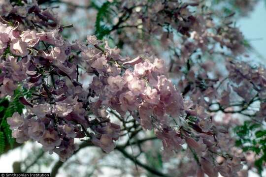 Image of jacaranda