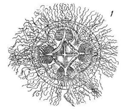 Image of Ptychogena A. Agassiz 1865