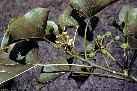 Image of Barbados nut