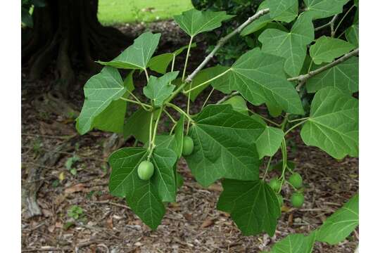 Image of Barbados nut