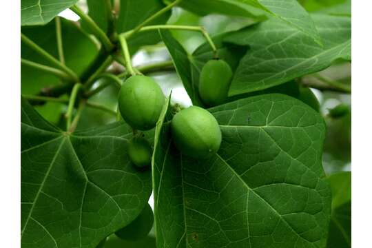 Image of Barbados nut