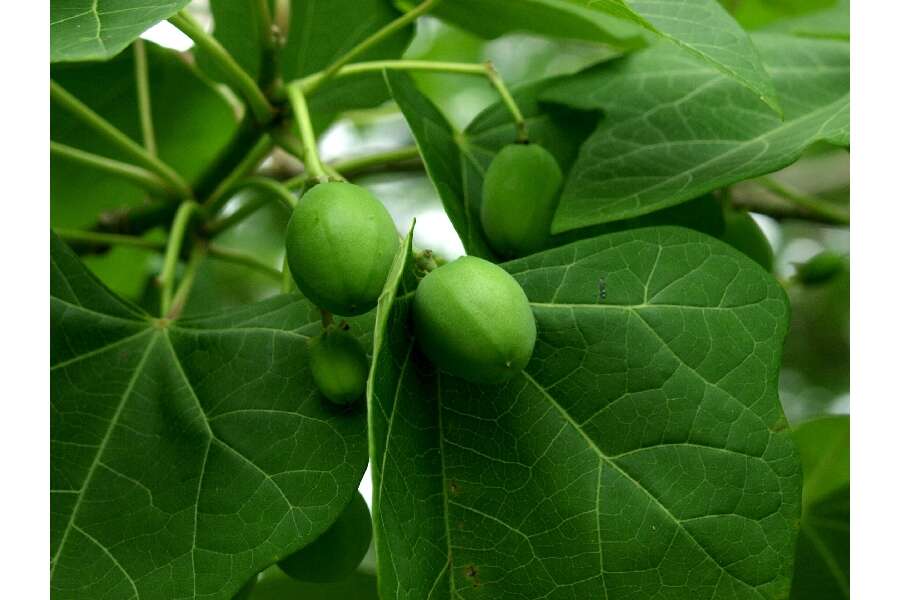 Image of Barbados nut