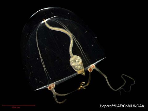 Image of clapper hydroid