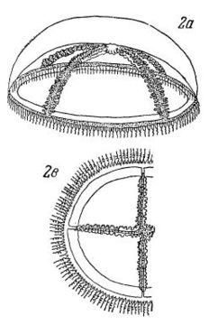 Imagem de <i>Staurostoma mertensii</i> (Brandt 1834)