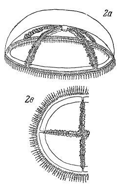 Imagem de <i>Staurostoma mertensii</i> (Brandt 1834)