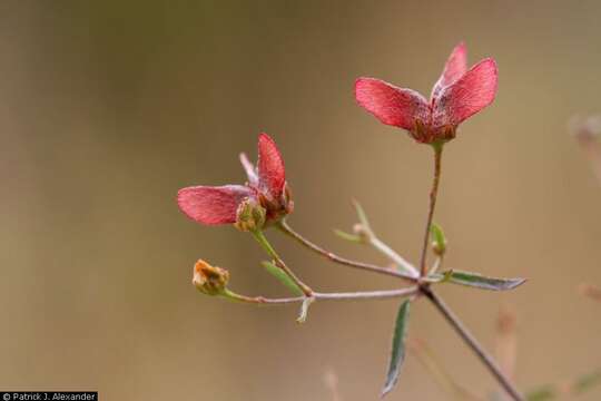 Image of slender janusia