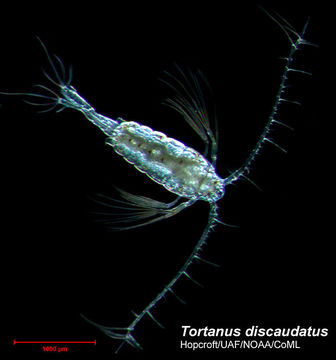 Image of Tortanus