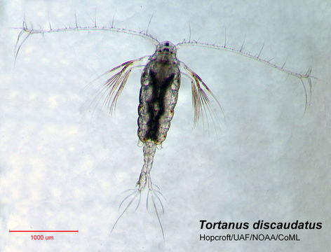 Image of Tortanus