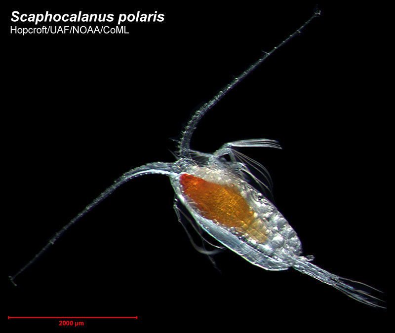 Image of <i>Scaphocalanus polaris</i> (Brodsky 1950)