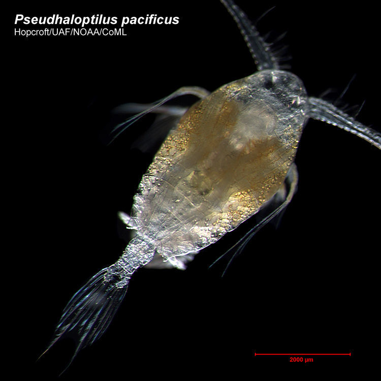 Image de Pseudhaloptilus pacificus (Johnson & M. W. 1936)