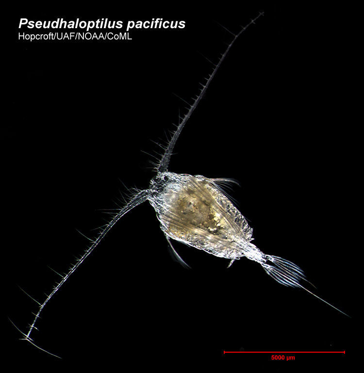 Image of Pseudhaloptilus pacificus (Johnson & M. W. 1936)