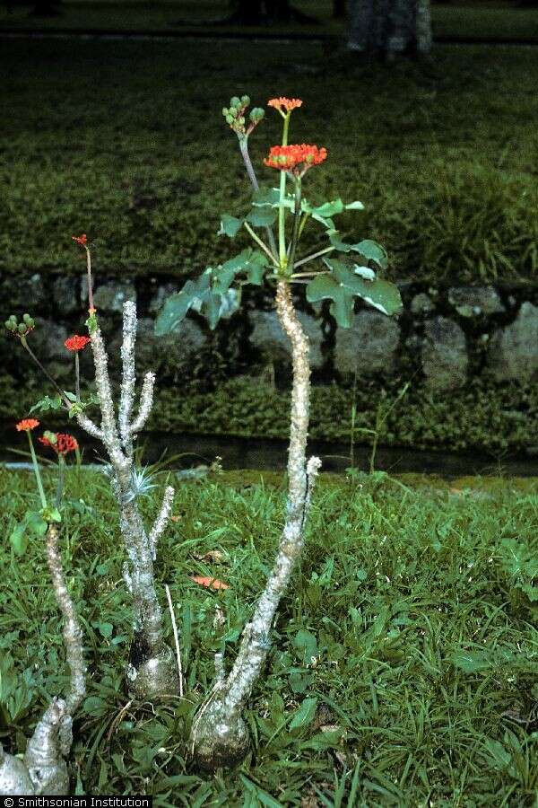 Image of goutystalk nettlespurge