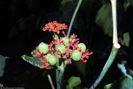 Image of goutystalk nettlespurge