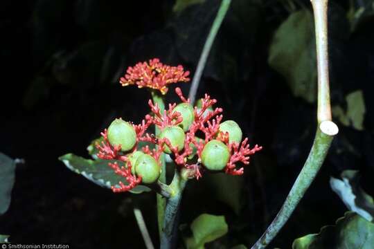 Imagem de Jatropha podagrica Hook.