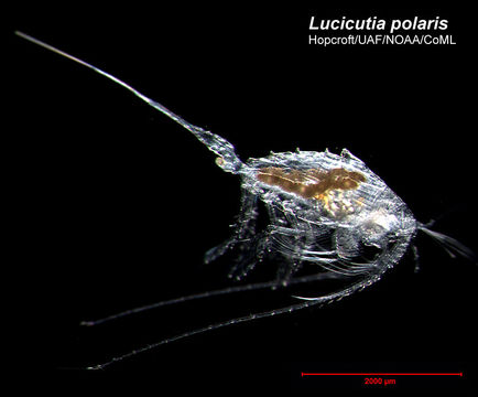 Image of Lucicutia polaris Brodsky 1950