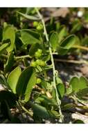 Image of beach clustervine