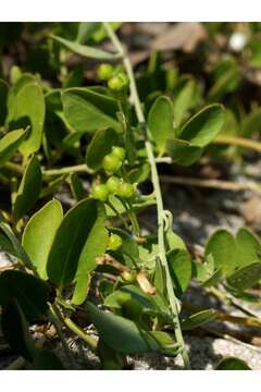 Image of beach clustervine