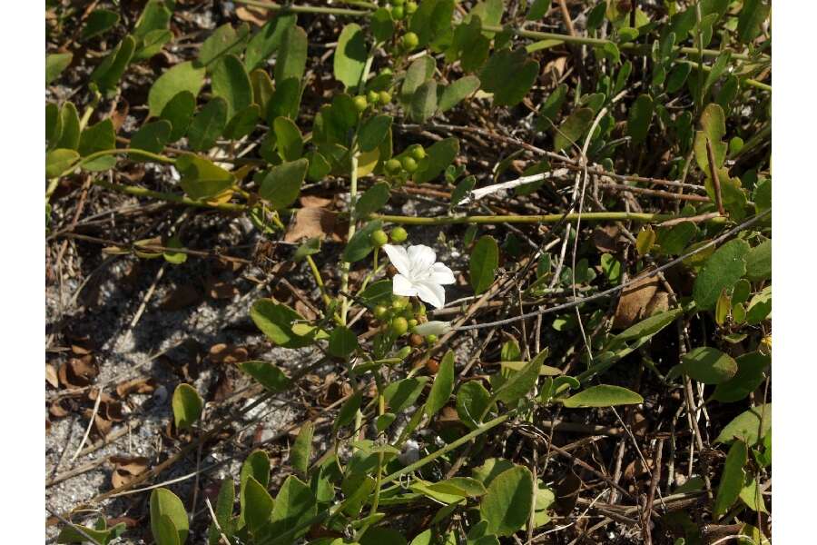 Image of beach clustervine