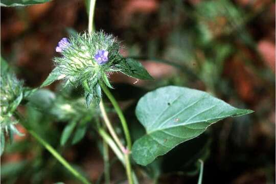 Image of Hairy Clustervine