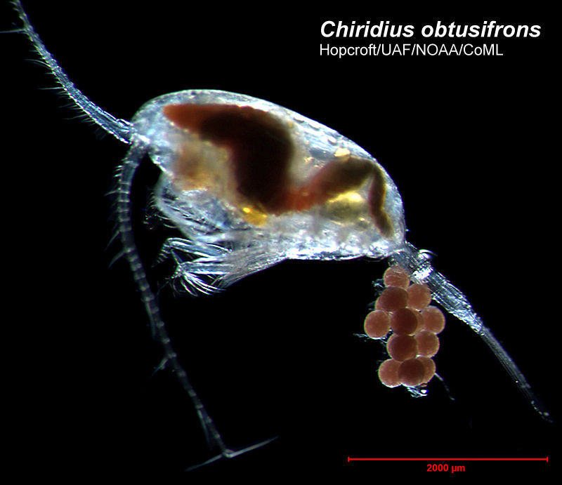 Image of Chiridius obtusifrons Sars G. O. 1902