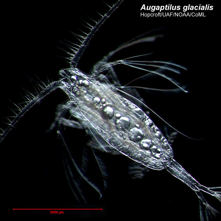 Image de Augaptilidae Sars G. O. 1905