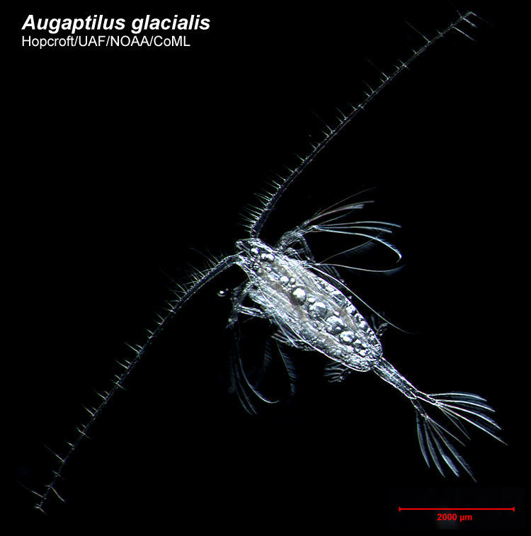 صورة Augaptilus Giesbrecht 1889