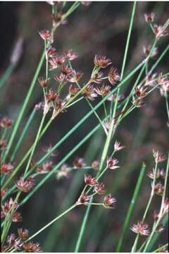 Juncus acuminatus Michx. resmi