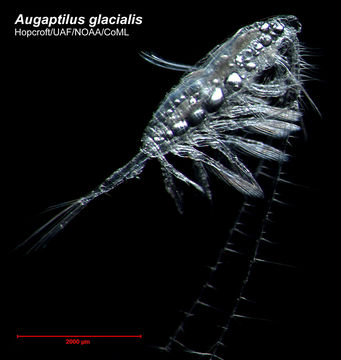 Image of Augaptilus Giesbrecht 1889