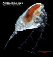 Image of Aetideopsis rostrata Sars G. O. 1903