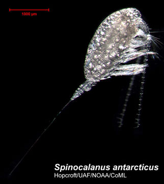 Spinocalanus antarcticus Wolfenden 1906的圖片