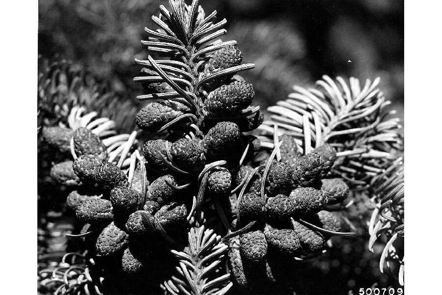 Image of noble fir